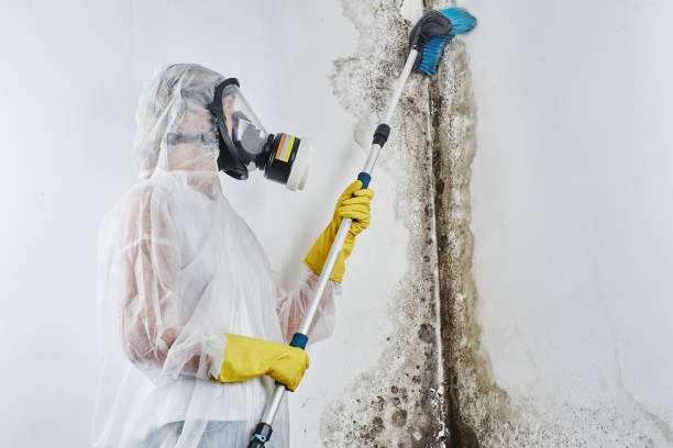 Mold Odor Removal Services in Homestead, PA